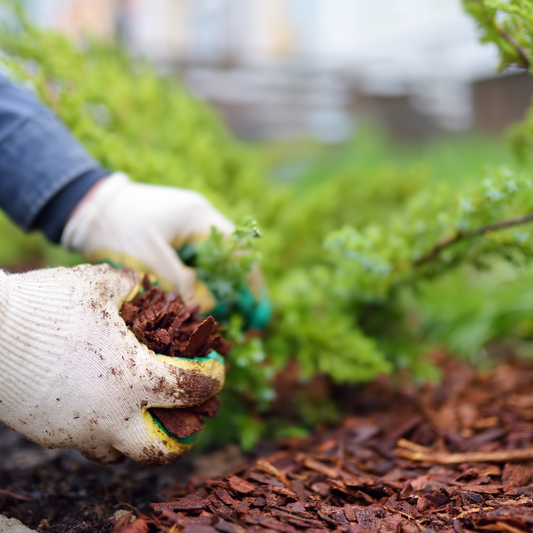 A photo of a person spreading mulch - High-quality mulch in the Quad Cities area - Raney Tree Care