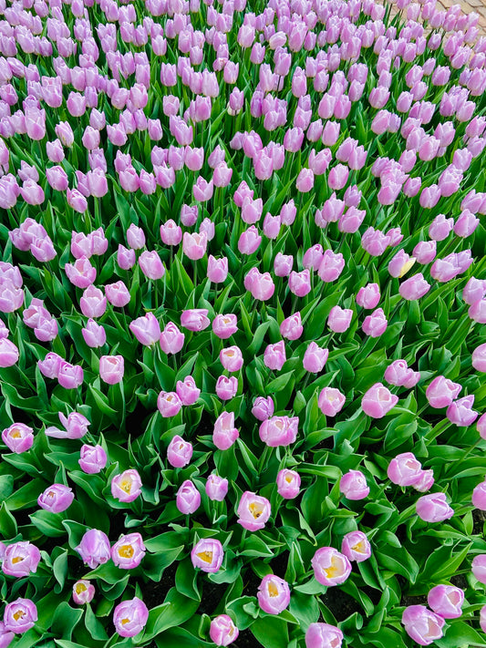 Image of vibrant purple tulips blooming in a garden bed, representing the beauty and vibrancy that can be achieved with gardening and mulching. Perfect for celebrating Mother's Day and the nurturing spirit of mothers in the Quad Cities.