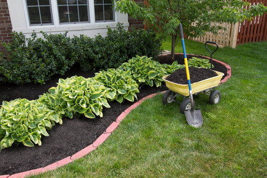 Freshly dyed mulch surrounding vibrant plants in a front yard, with a wheelbarrow full of mulch and a shovel at the ready, symbolizing quality Raney Tree Care landscaping services.