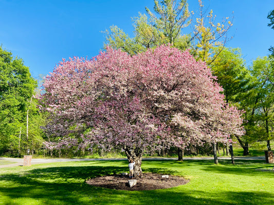 Vibrant purple tree blooming in spring sunshine surrounded by fresh mulch and green grass