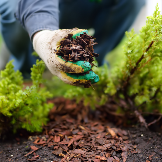 Winter Mulching Tips for Protecting Plants