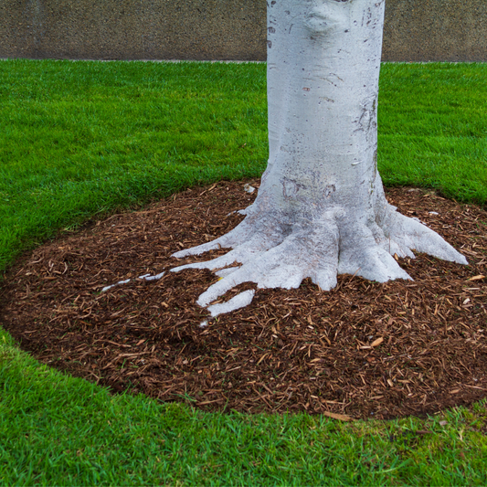 Where to Find the Best Bulk Mulch Near Moline, IL - Raney Tree Care